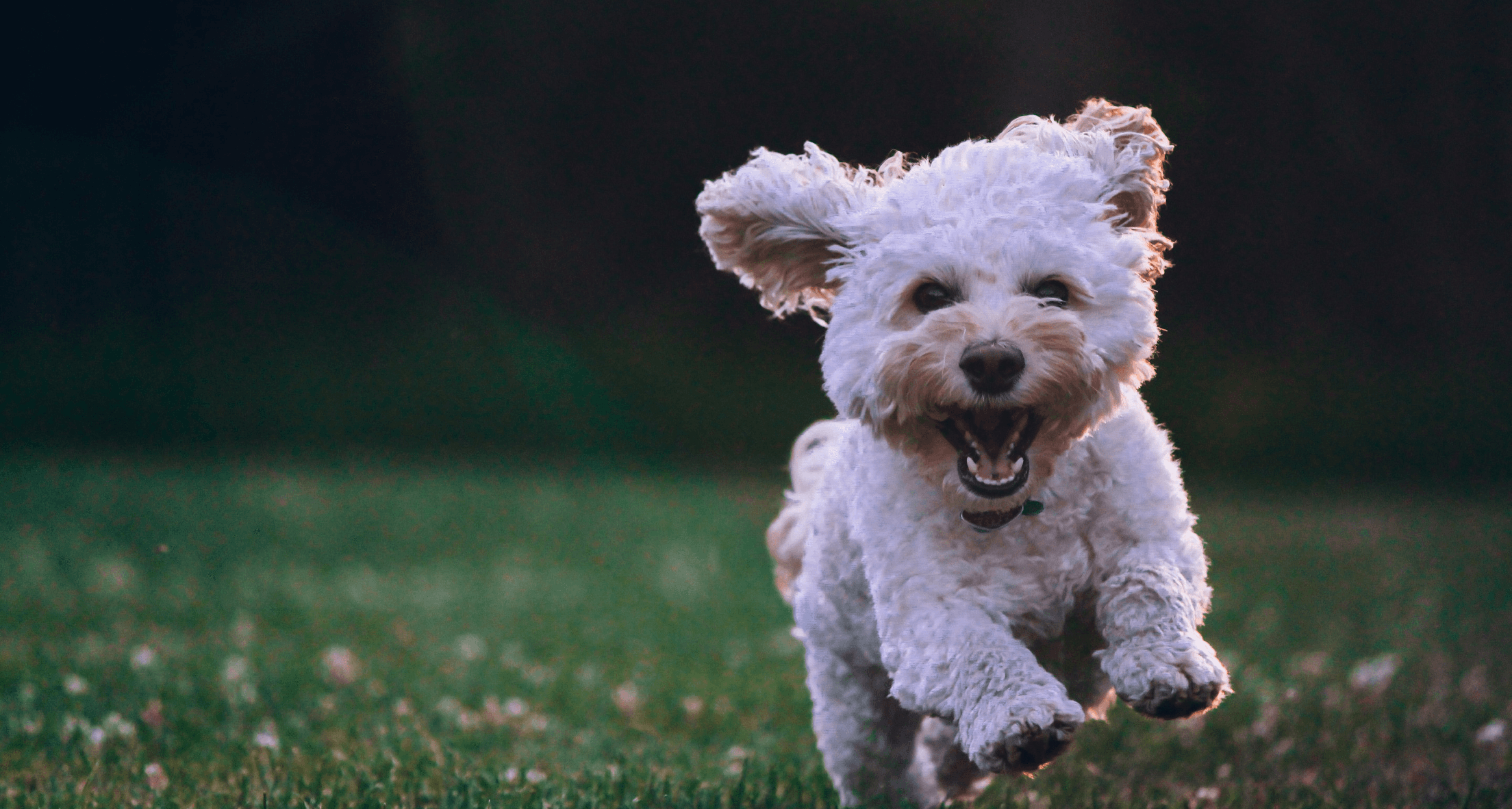 Dog Hero